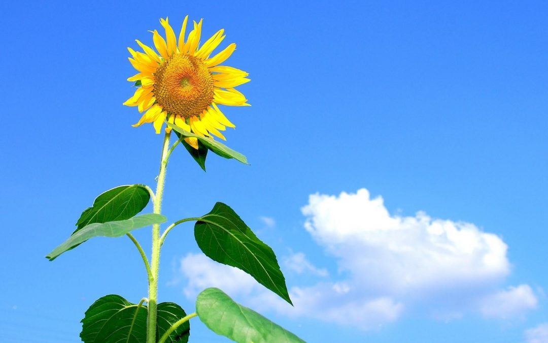 A picture of a sunflower against a blue sky